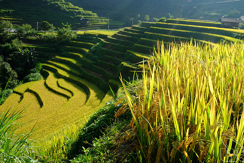 Bản Tả Van ở đâu? Nên đi xe máy hay ô tô? Chơi gì? Ăn uống gì?