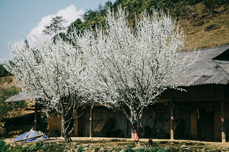 Bản Tả Van ở đâu? Nên đi xe máy hay ô tô? Chơi gì? Ăn uống gì?