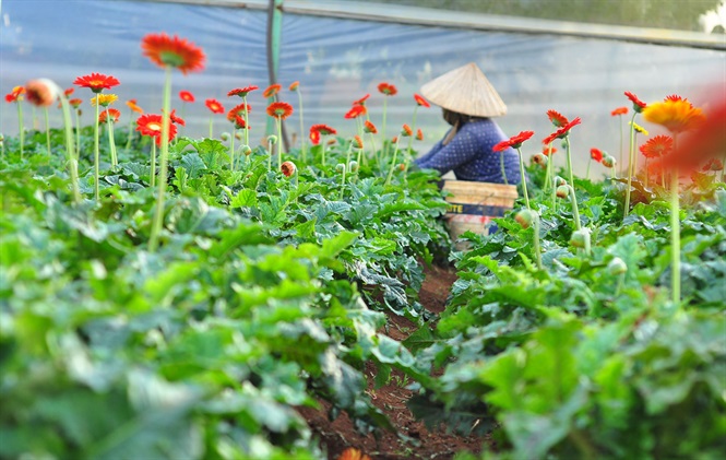 Nông dân Đà Lạt kiếm hàng trăm triệu từ vườn hoa đồng tiền