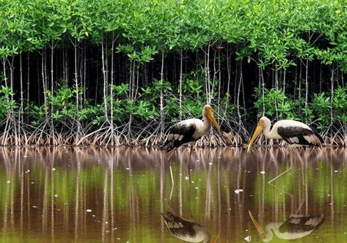 12 địa điểm du lịch Trà Vinh "nhất định" phải checkin ngay