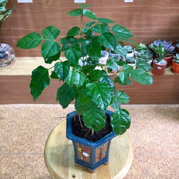 Cây Tài Lộc có hình dáng như thế nào là phù hợp? Biểu tượng, ý nghĩa phong thủy và cách trồng chúng