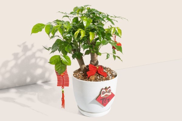 Công dụng của cây hạnh phúc