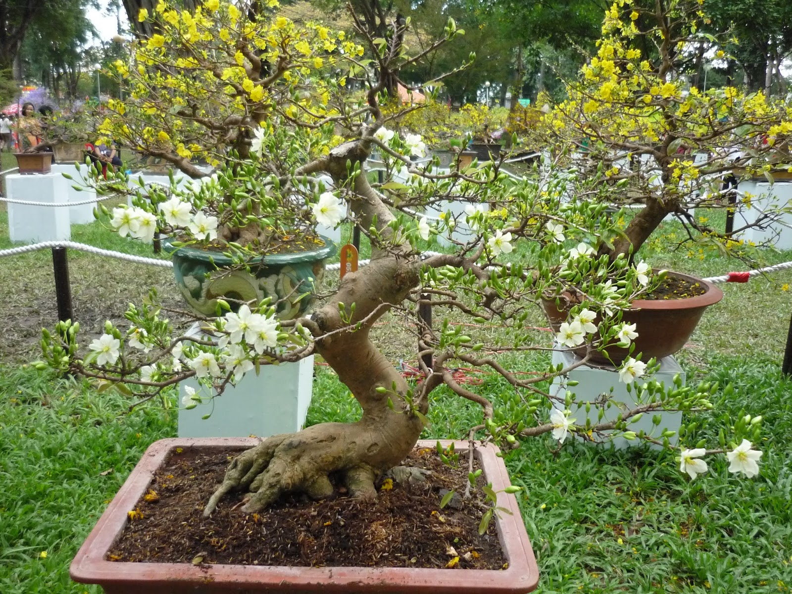 Cây nến là cây gì, tác dụng của nó ra sao và quả của nó có ăn được không?