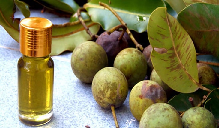 Cây nến là cây gì, tác dụng của nó ra sao và quả của nó có ăn được không?