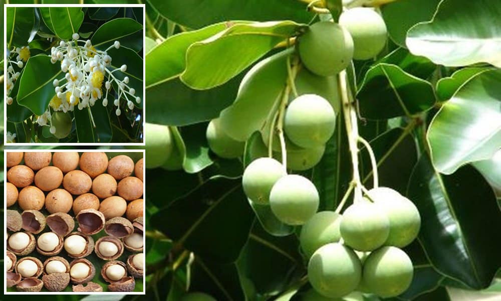 Cây nến là cây gì, tác dụng của nó ra sao và quả của nó có ăn được không?