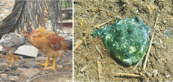 Bệnh ký sinh trùng đường máu trên gà và phác đồ trị bệnh hiệu quả