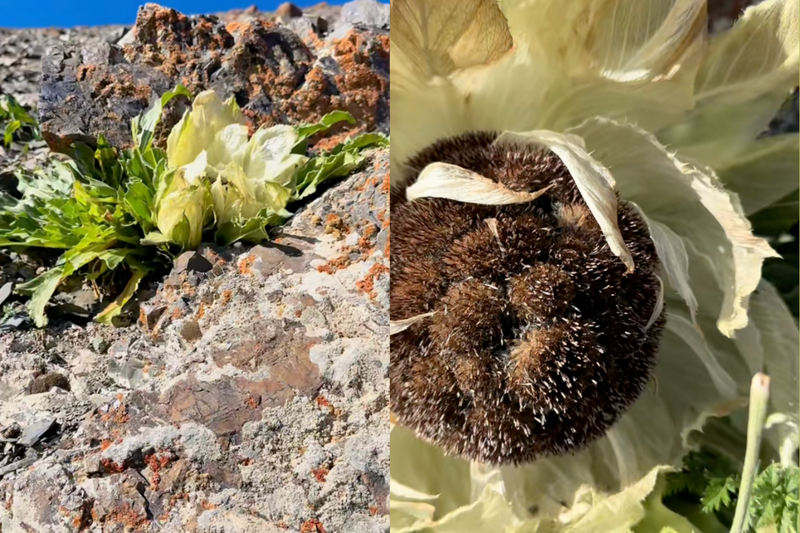 Hoa tuyết liên làm đẹp