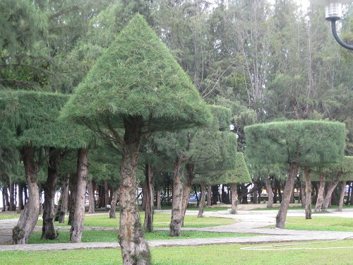 Cây Phi Lao – Cây Công Trình tại Hà Nội – Dịch vụ cung cấp cây trồng giá rẻ Hà Nội