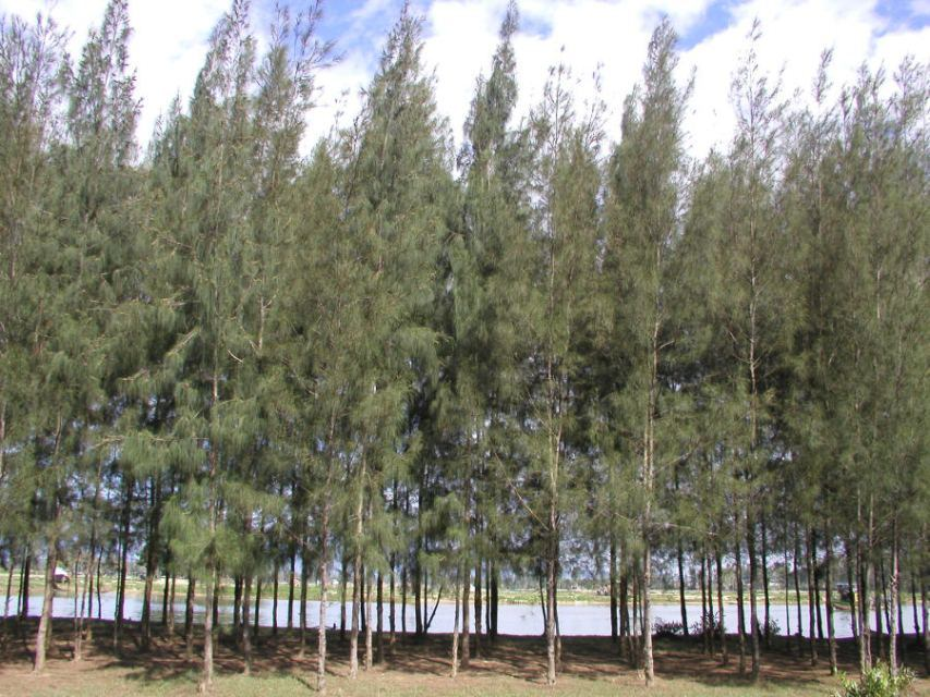 Giống cây phi lao/ liên hệ : 0981486983