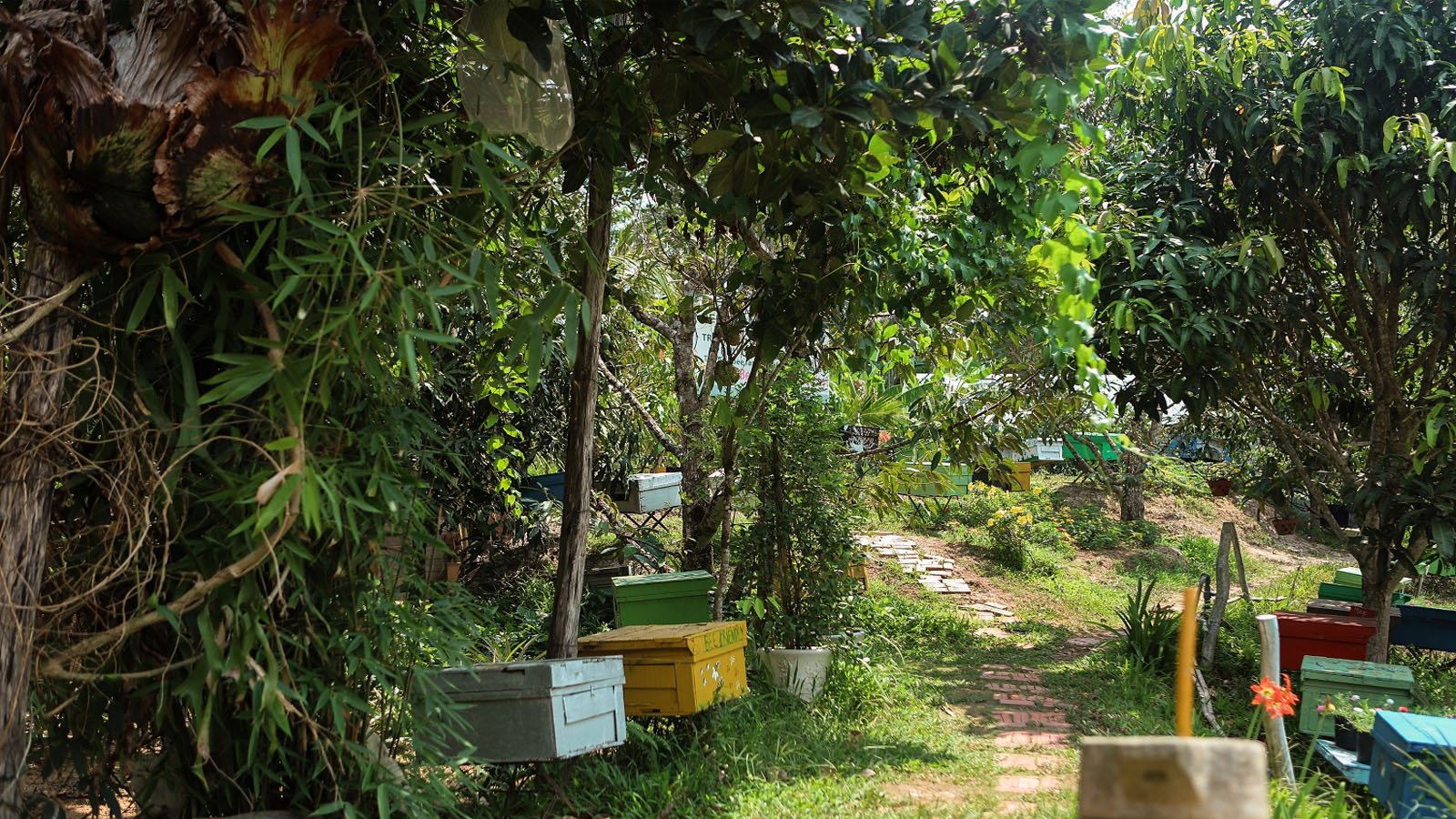 Trại ong Phú Quốc