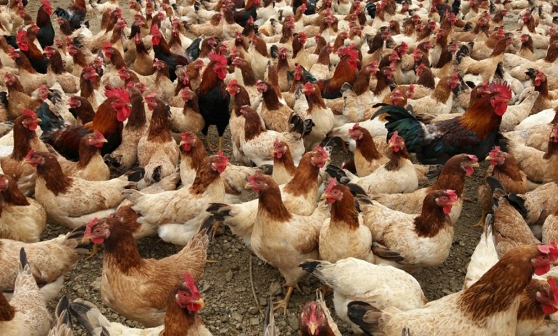 Hướng dẫn cách nuôi gà Lạc Thủy hiệu quả cao