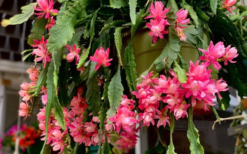 Hoa Nhật Quỳnh đa sắc màu