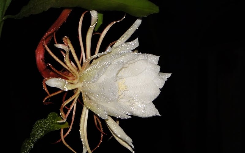 Ý nghĩa phong thủy của hoa quỳnh