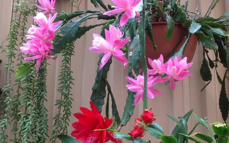 Hướng dẫn trồng hoa quỳnh nở rộ