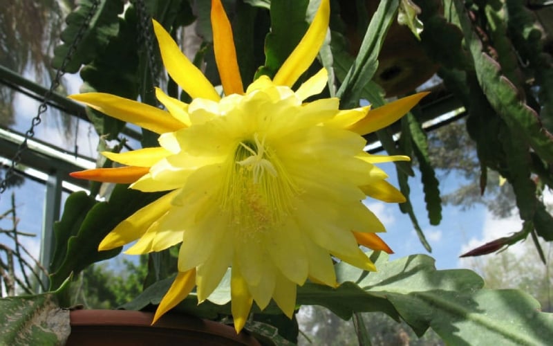 Hoa quỳnh: Ý nghĩa loài hoa nở về đêm, đặc điểm, cách trồng và chăm sóc